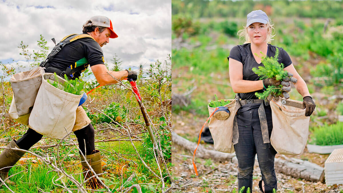 HVORFOR SKOGPLANTING?
TRÆR…