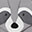 Raccoon Remy